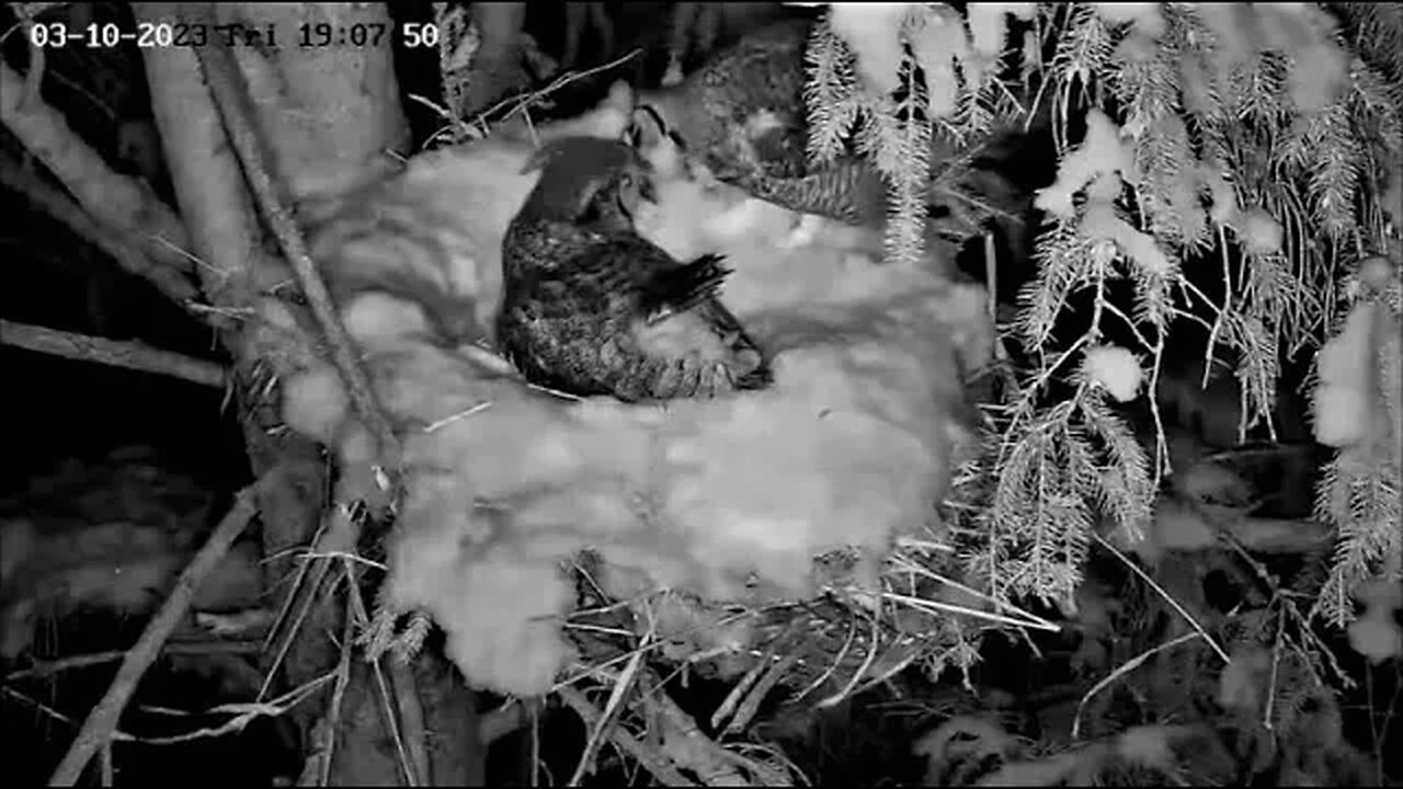 Albert Arrives With Ellie's Dinner 🦉 03/10/23 19:07