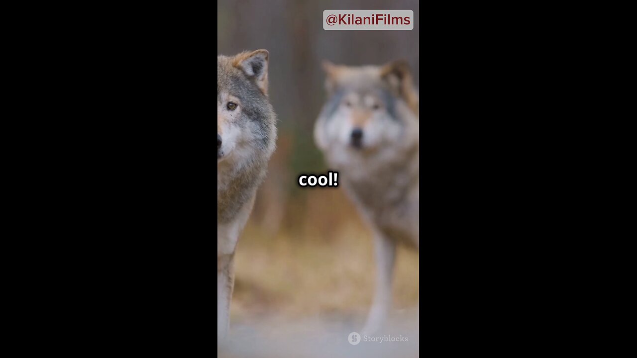 Amazing Facts about Wolves!