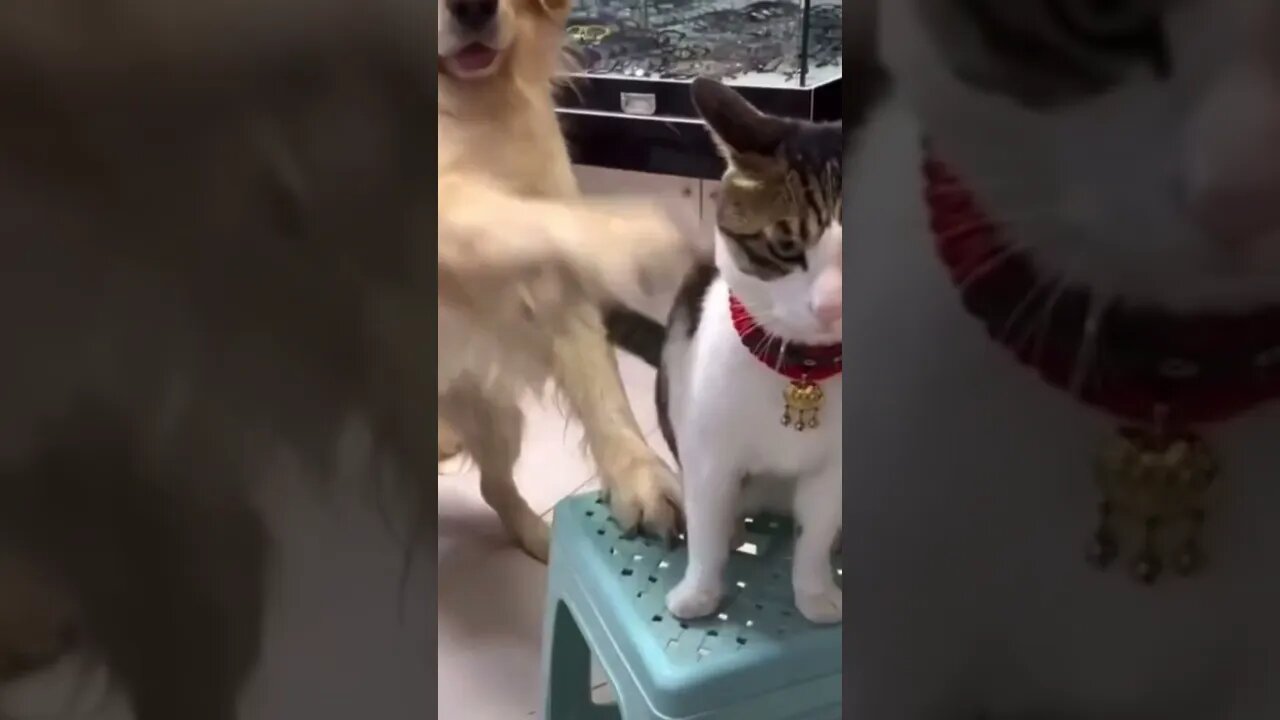 #shorts Смешные животные из Тик Ток 49 Funny animals from Tik Tok