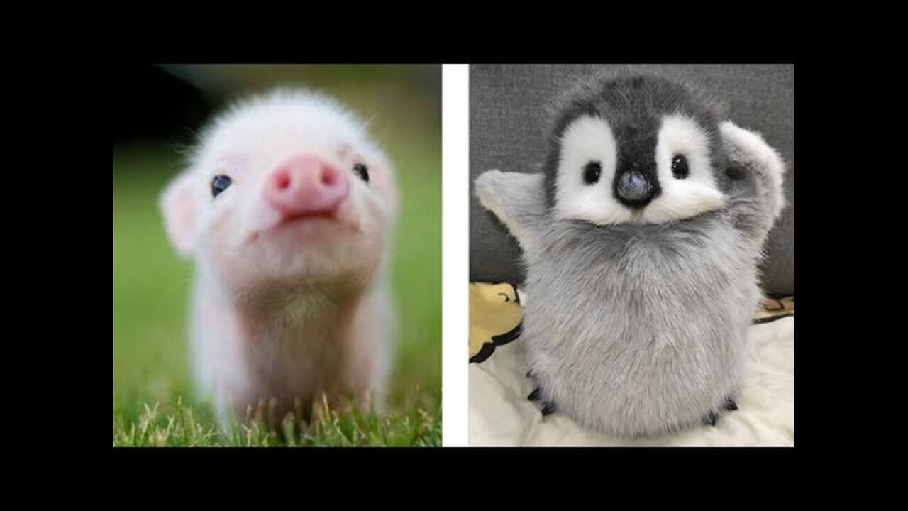 Cute Animals Compilation | Cute and Funny animal moments #3