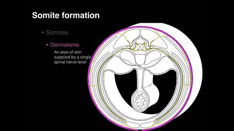 Somite patterns