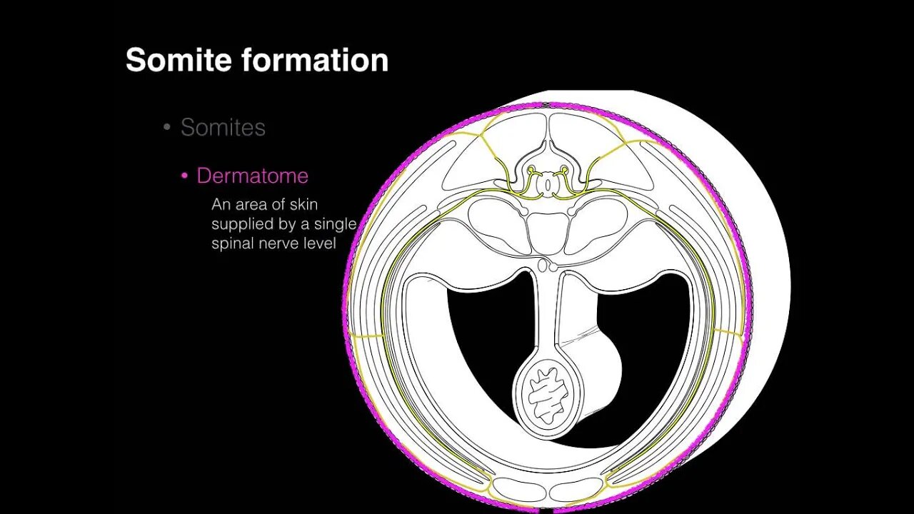 Somite patterns