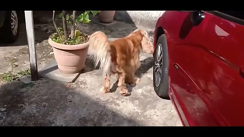 #dogshow , #animals , #dogs