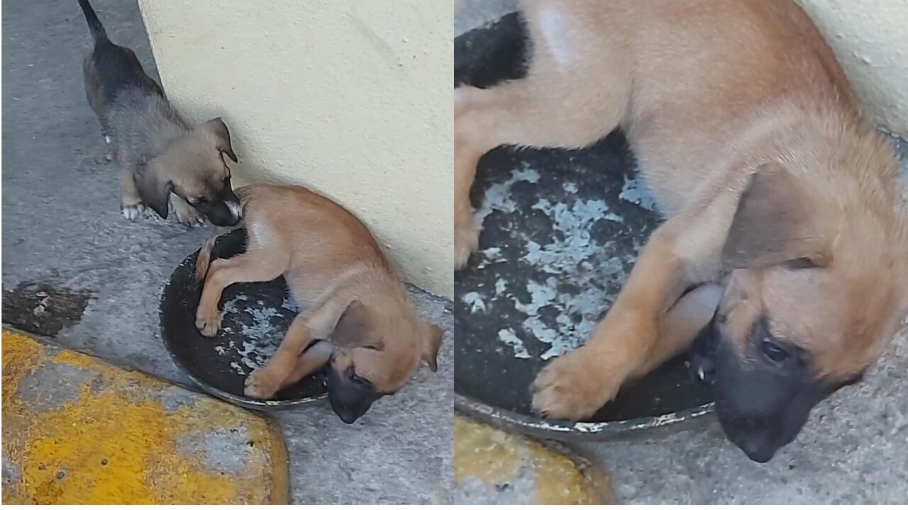 Puppy Bit His Brother's Tail Because He Is Laying In The Dog Bowl😬