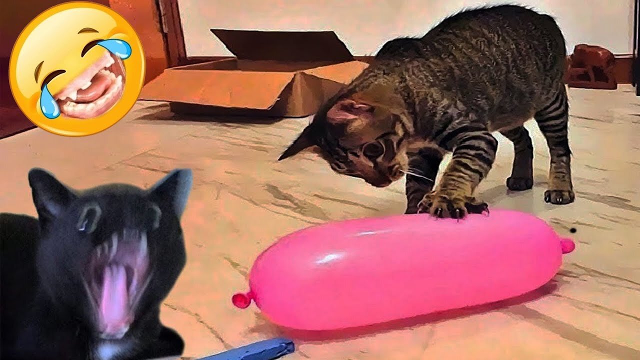 HILARIOUS Animal Videos That Will Make Your Day 🤣 [Part 157]