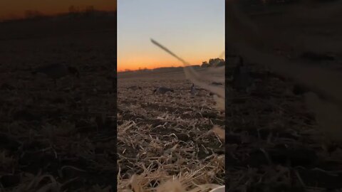 Gorgeous Sunrise in the Goose Field #sunrise #goldenretriever