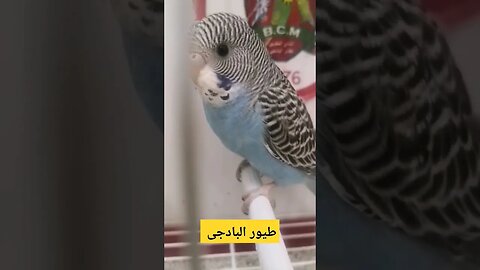 مسابقة أحسن طيور البادجى