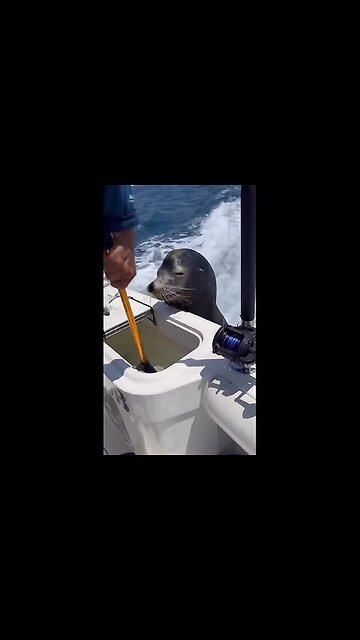 Bro is not ready to take a small one, negotiating for a big fish.