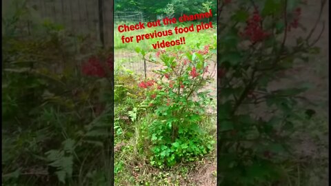 Week 2 food plot update! (Shout out to my jerk off sidekick AKA my dad!) (deer Habitat)