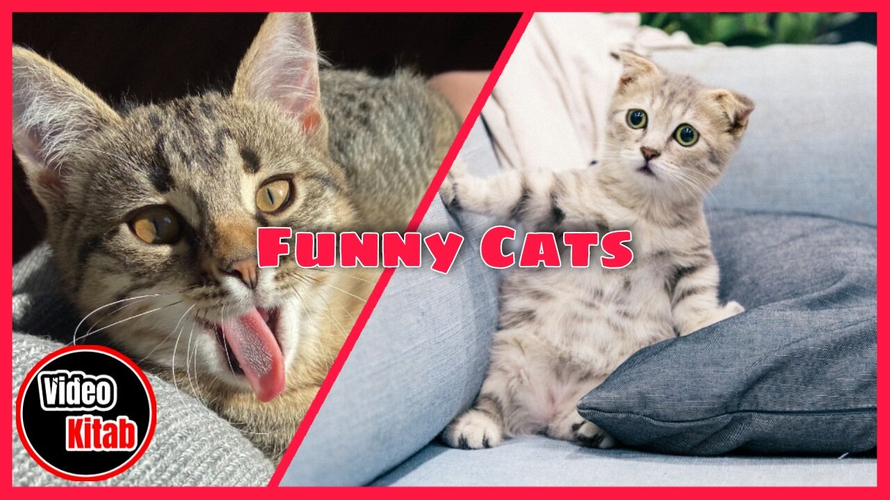 Funny Cats Videos / Cats funny moments😂