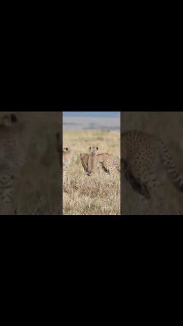 Cheetah Lessons! #shorts