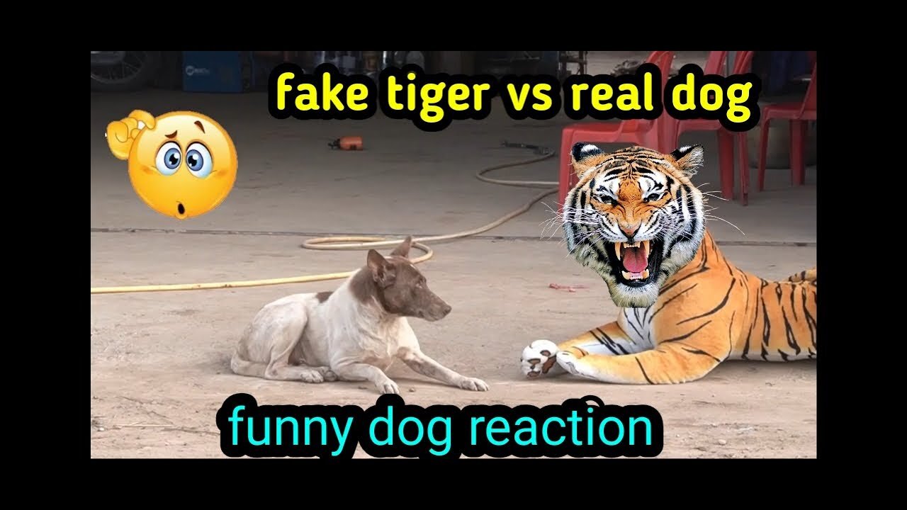 Troll Prank Dog Funny & fake Lion and Fake Tiger Prank To dog