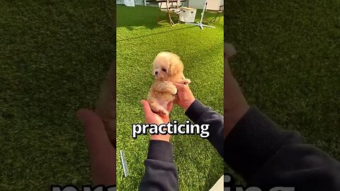 HOW WOULD YOU Rate this PUPPY 😱 Wholesome Moments1