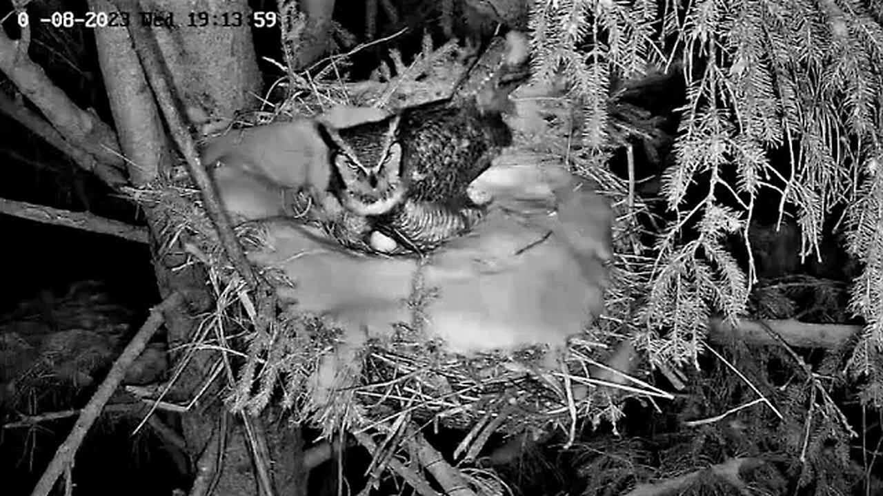 Proud Papa Tends to Eggs 🥚🥚 03/08/23 19:06