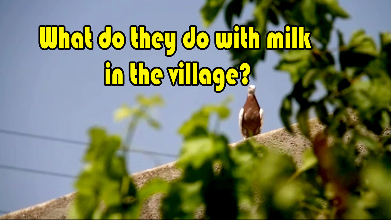 What do they do with milk in the village?