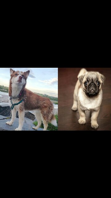 Extraordinary dog-drawn carriage.