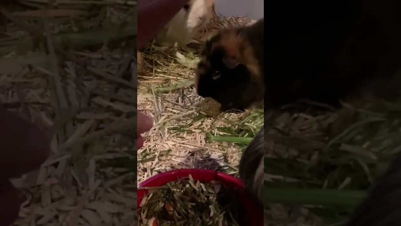 Guinea pig Pepper takes a treat out of my hand
