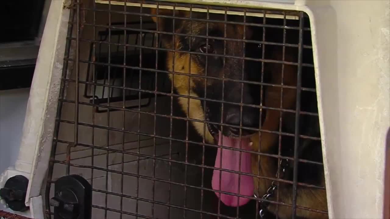 St. Lucie County deputies investigating 'severe case' of animal abuse in suburban Fort Pierce