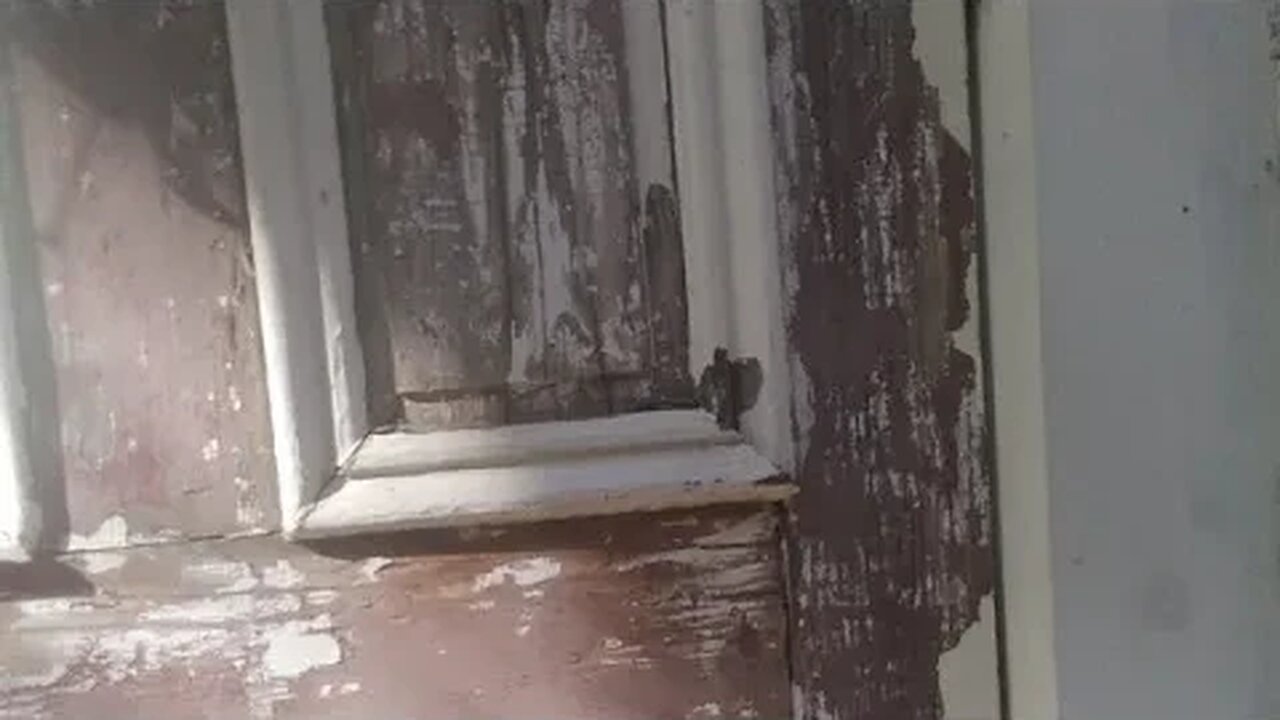 Live Post-Dog Visit With Philadelphia Walks PTSD