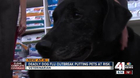 Vets encourage pet owners to vaccinate dogs in light of canine flu outbreak