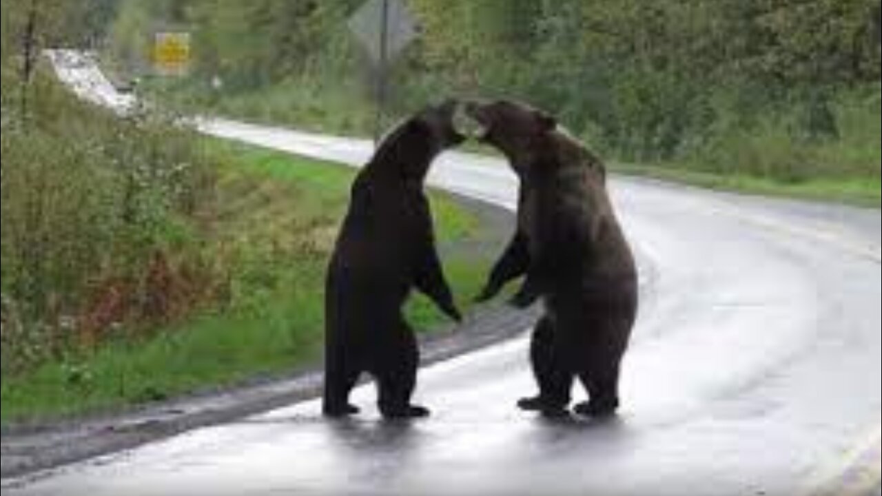 Best - bear - Fight