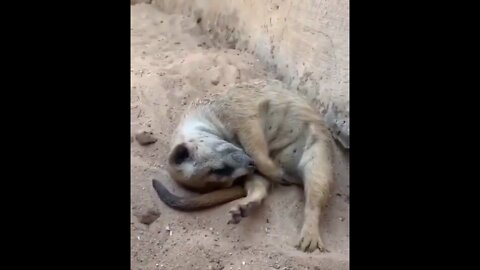 Meerkat takes a quick nap