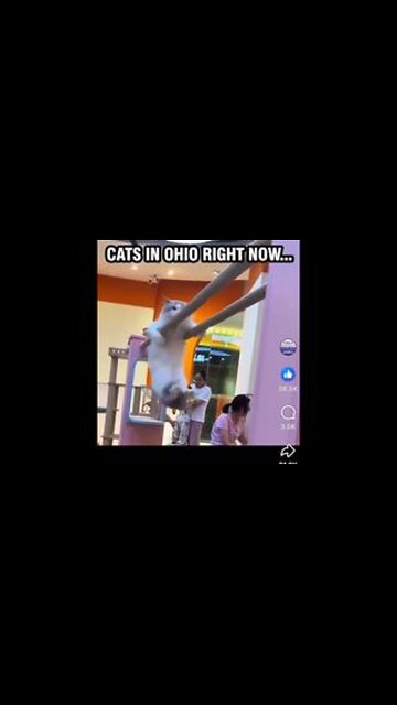 🤣🤣 CATS in OHIO right now!! 🤣🤣