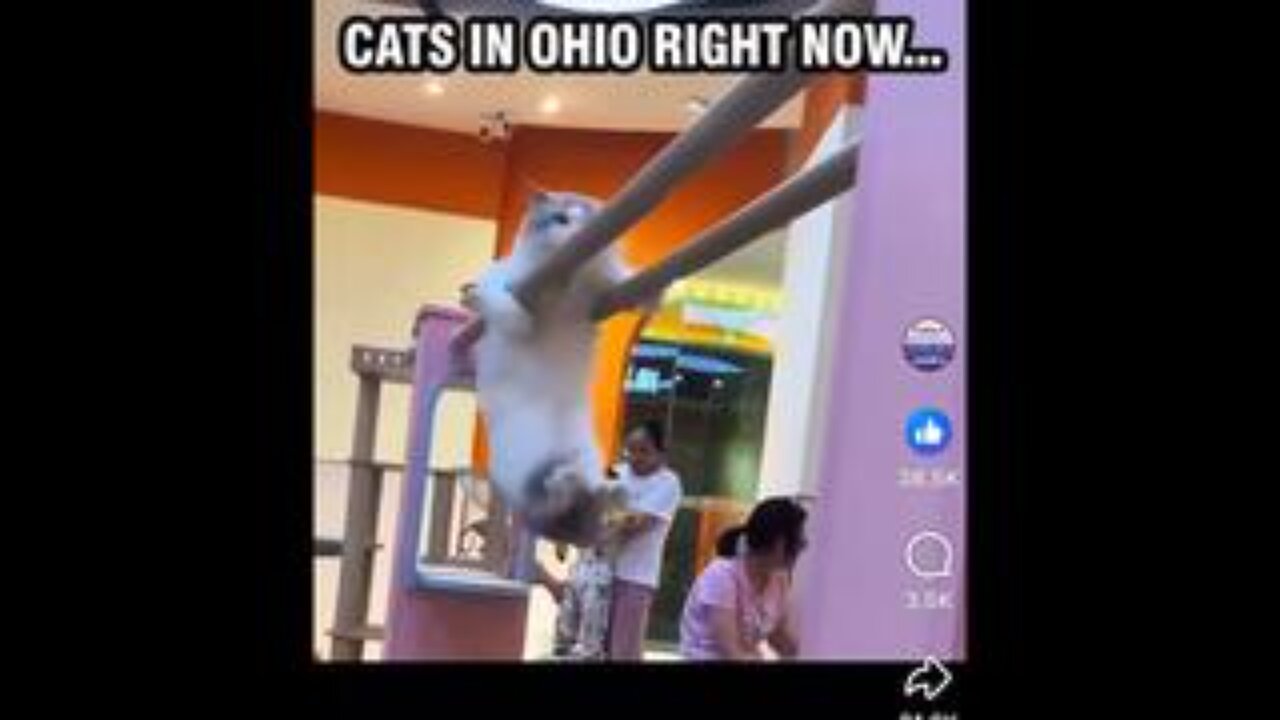 🤣🤣 CATS in OHIO right now!! 🤣🤣