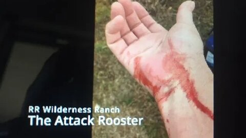 Attack Rooster