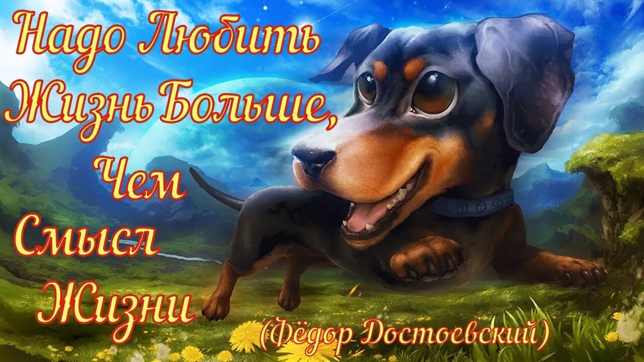 Смешные Собаки 24 Funny Dogs