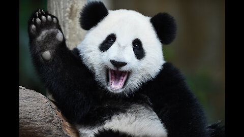 Aww Funny And Cute Panda Compilation Best Pets Video .