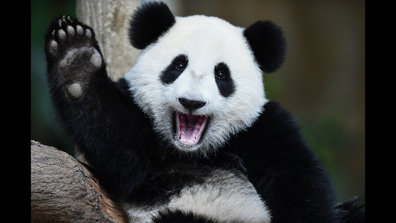 Aww Funny And Cute Panda Compilation Best Pets Video .