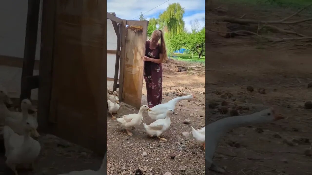 #homesteading #ducks #shorts
