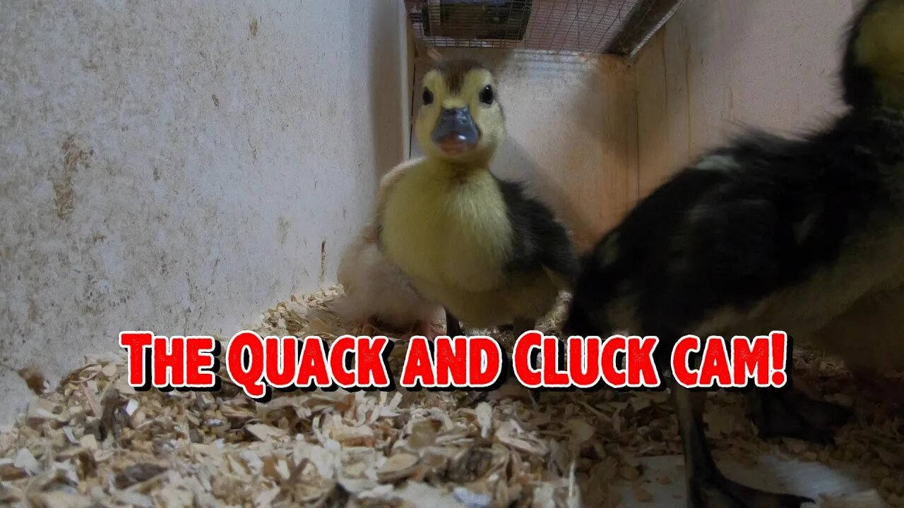 Quack and Cluck Cam