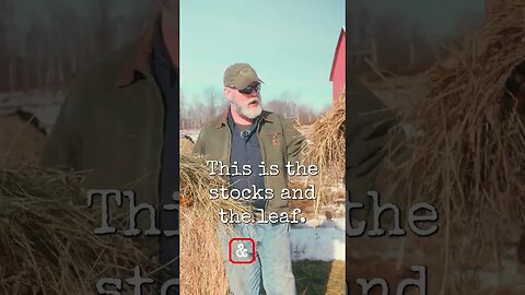 Hay vs Straw?! #shorts #homesteading #homestead