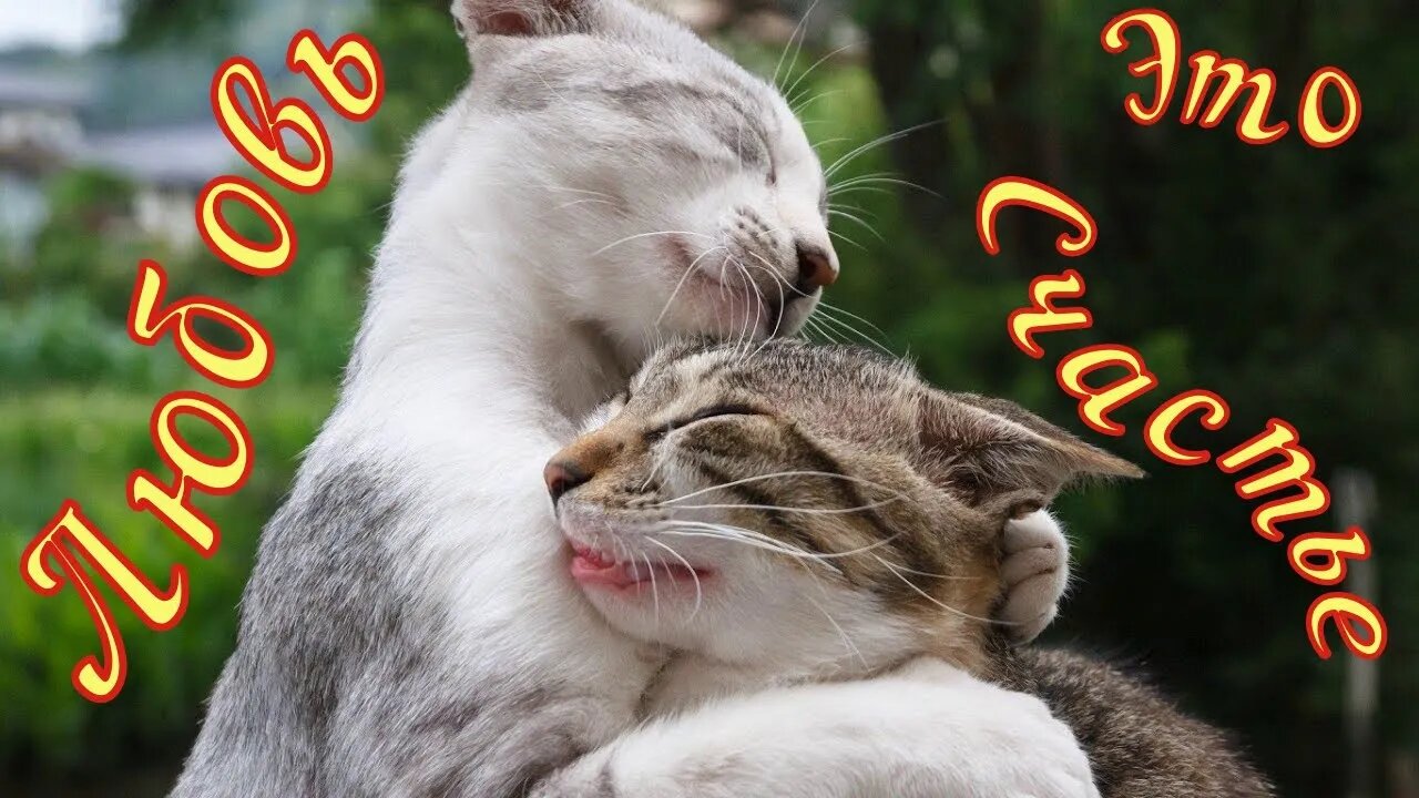 Смешные коты из Тик Ток 5 Funny cats from Tik Tok