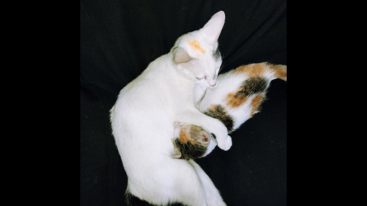 Mom cat cleaning her kitten by force