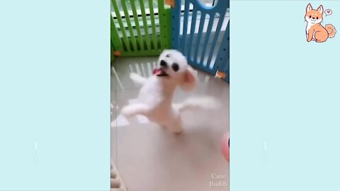 Funny dog compilation video.>>>