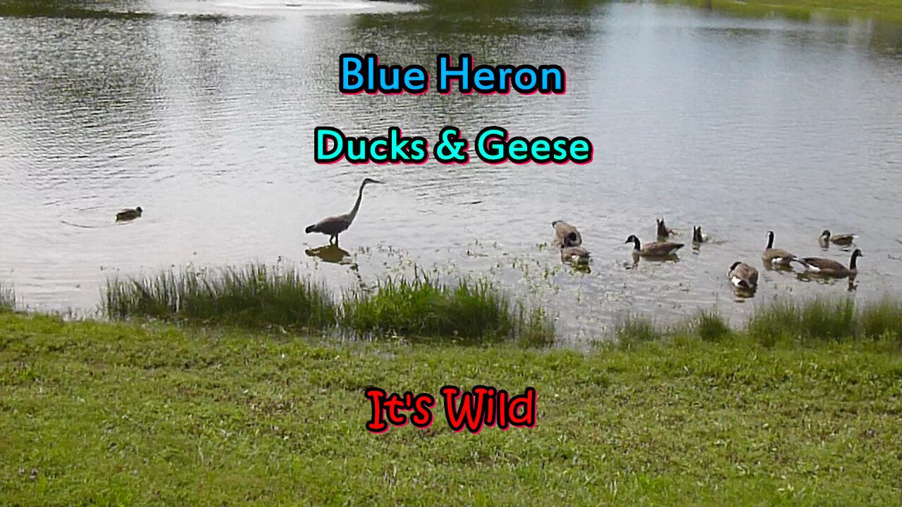 Blue Heron, Ducks & Geese