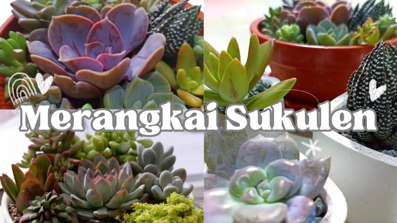 Belajar Merangkai Sukulen Succulent di dalam Pot Kecil untuk Pemula