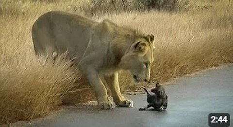Lions attack Wild Dogs with very small puppies on their way to new den