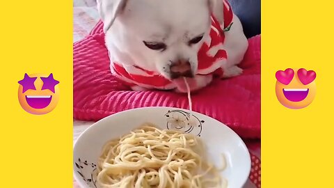 Dog eat noodles funny videos 🤣🤣