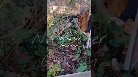 A November Garden #gardening #homemaking