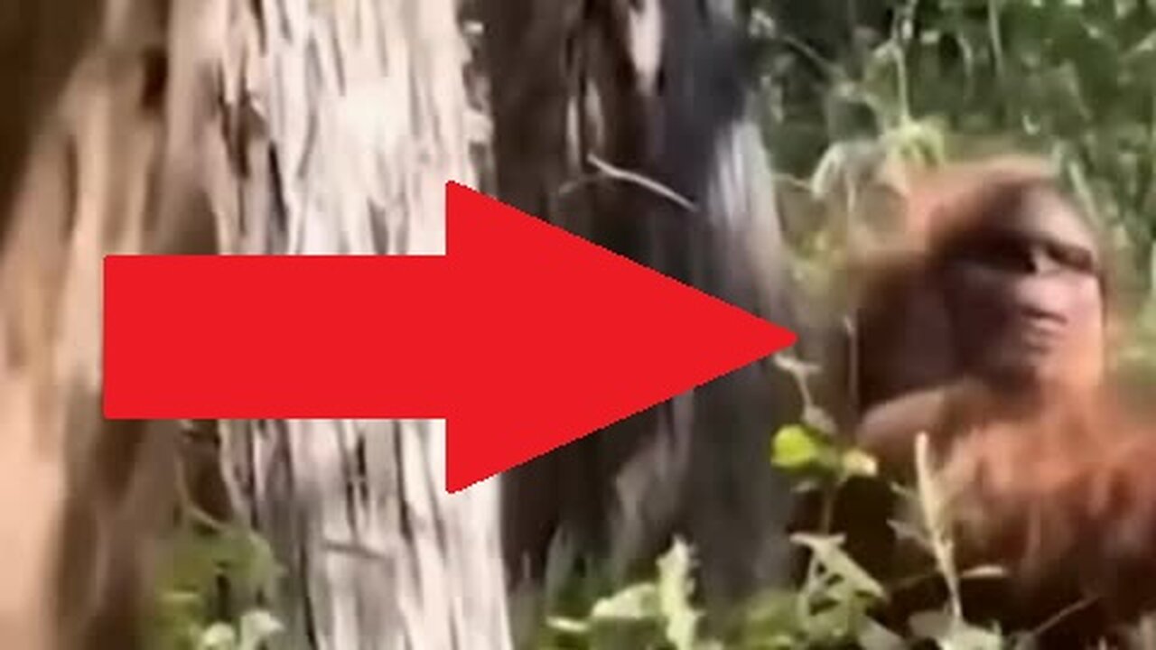 Sasquatch, Bigfoot, Caught on Camera in Oklahoma?