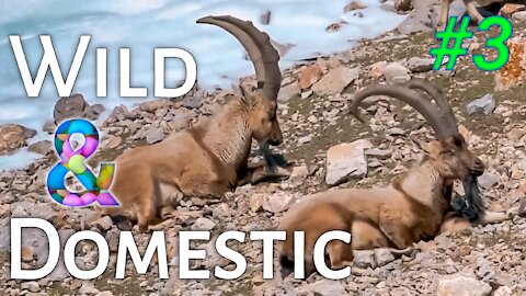 Wild and domestic animals। Part 3। 🐆🐊🐅🦓🐃🦌🦛🦒🐫🦘🐘🦏🦍🦧🦥🦦🦝🦨🦡🐿🦔🐻🦊🐰🐨🐼&🐖🐎🦙🐐🐏🐑🐕🐩🦮🐕‍🦺🐈🐓🐇🐿🌿🍃