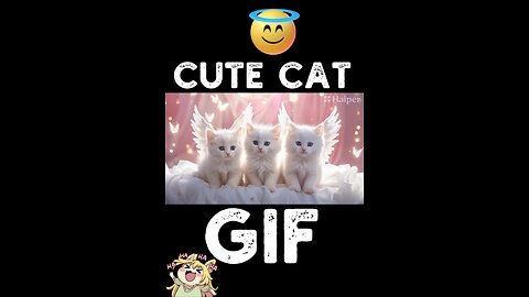 Cute Cat Gif