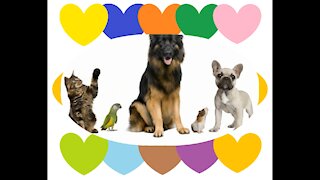 Tenho muito amor e carinho pelos animais, melhores que humanos! [Frases e Poemas]