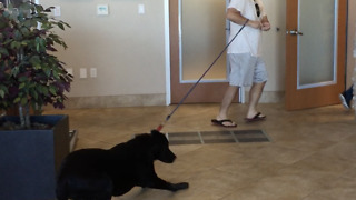 Labrador profoundly resists going to the vet