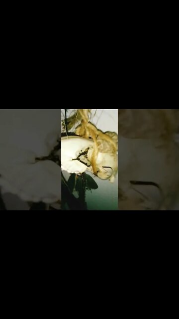 Farewell Wolf 🐺🌝 Moon, We go to Battle ⚔️🛡️⚔️