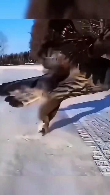 The falcon's exceptional speed and agility render its prey incapable of evasion.🦅